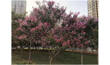 夏秋季節(jié)，錫城首次驚現(xiàn)紫薇花開美景